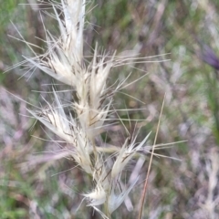 Rytidosperma sp. (Wallaby Grass) at Dunlop, ACT - 10 Dec 2022 by trevorpreston