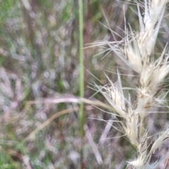 Rytidosperma sp. at Dunlop, ACT - 10 Dec 2022 12:18 PM