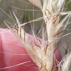 Rytidosperma sp. at Dunlop, ACT - 10 Dec 2022