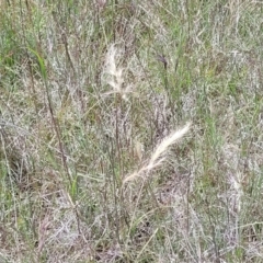 Rytidosperma sp. at Dunlop, ACT - 10 Dec 2022