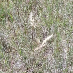 Rytidosperma sp. at Dunlop, ACT - 10 Dec 2022 12:18 PM