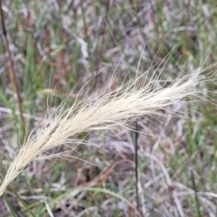 Dichelachne crinita (Long-hair Plume Grass) at Dunlop, ACT - 10 Dec 2022 by trevorpreston