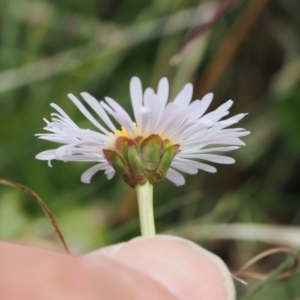 Brachyscome scapigera at Mount Clear, ACT - 5 Dec 2022