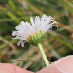 Brachyscome scapigera at Mount Clear, ACT - 5 Dec 2022