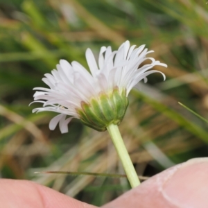 Brachyscome scapigera at Mount Clear, ACT - 5 Dec 2022