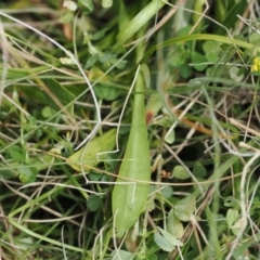 Brachyscome scapigera at Mount Clear, ACT - 5 Dec 2022 10:48 AM