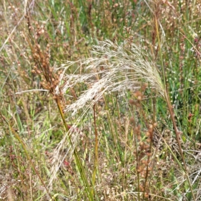 Lachnagrostis filiformis (Blown Grass) at Dunlop, ACT - 10 Dec 2022 by trevorpreston