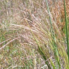 Lachnagrostis filiformis at Dunlop, ACT - 10 Dec 2022 12:15 PM