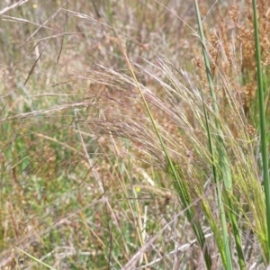 Lachnagrostis filiformis at Dunlop, ACT - 10 Dec 2022