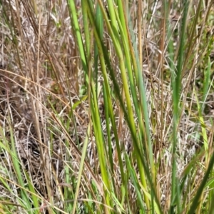 Lachnagrostis filiformis at Dunlop, ACT - 10 Dec 2022 12:15 PM