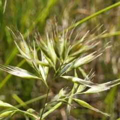 Rytidosperma (genus) (Wallaby Grass) at Dunlop, ACT - 10 Dec 2022 by trevorpreston