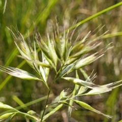 Rytidosperma sp. (Wallaby Grass) at Dunlop, ACT - 10 Dec 2022 by trevorpreston