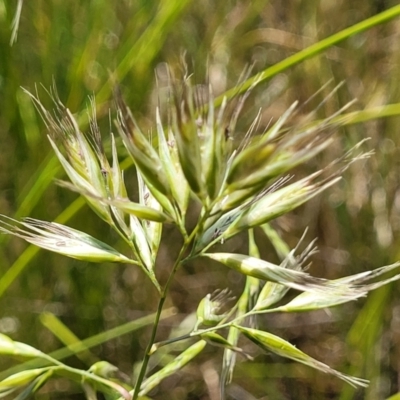 Rytidosperma sp. (Wallaby Grass) at Dunlop Grasslands - 10 Dec 2022 by trevorpreston