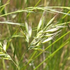 Rytidosperma sp. at Dunlop, ACT - 10 Dec 2022