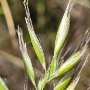 Rytidosperma sp. at Dunlop, ACT - 10 Dec 2022