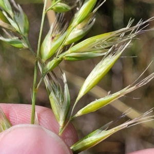 Rytidosperma sp. at Dunlop, ACT - 10 Dec 2022