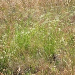 Rytidosperma sp. at Dunlop, ACT - 10 Dec 2022