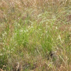 Rytidosperma sp. at Dunlop, ACT - 10 Dec 2022