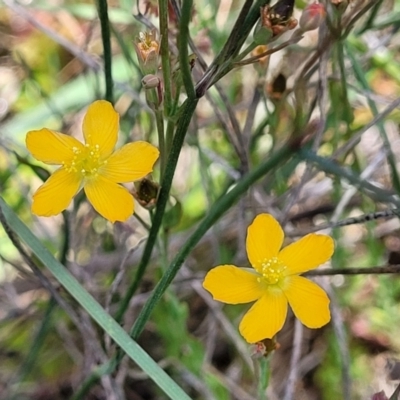 Hypericum gramineum (Small St Johns Wort) at Dunlop Grasslands - 10 Dec 2022 by trevorpreston