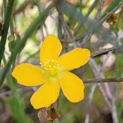 Hypericum gramineum at Dunlop, ACT - 10 Dec 2022