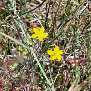 Hypericum gramineum at Dunlop, ACT - 10 Dec 2022