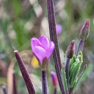 Epilobium billardiereanum at Dunlop, ACT - 10 Dec 2022 12:08 PM