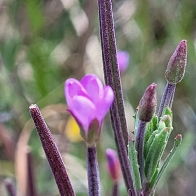 Epilobium billardiereanum (Willowherb) at Dunlop, ACT - 10 Dec 2022 by trevorpreston