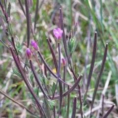 Epilobium billardiereanum at Dunlop, ACT - 10 Dec 2022 12:08 PM