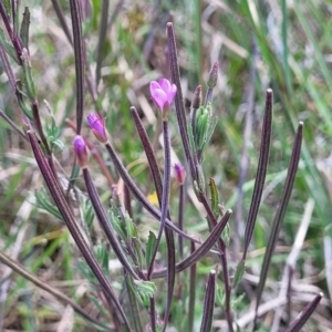 Epilobium billardiereanum at Dunlop, ACT - 10 Dec 2022 12:08 PM