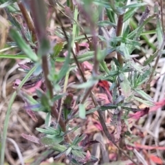 Epilobium billardiereanum at Dunlop, ACT - 10 Dec 2022 12:08 PM