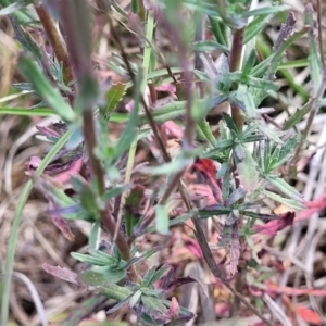 Epilobium billardiereanum at Dunlop, ACT - 10 Dec 2022 12:08 PM