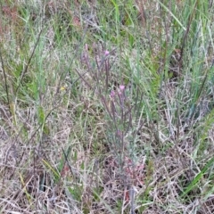 Epilobium billardiereanum at Dunlop, ACT - 10 Dec 2022