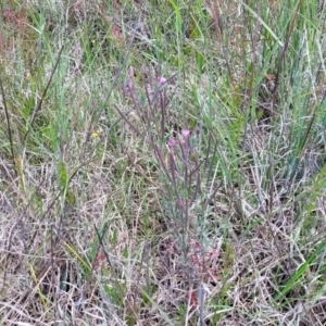 Epilobium billardiereanum at Dunlop, ACT - 10 Dec 2022 12:08 PM