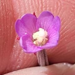 Epilobium billardiereanum at Dunlop, ACT - 10 Dec 2022 12:08 PM