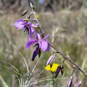 Arthropodium fimbriatum at Dunlop, ACT - 10 Dec 2022 11:58 AM