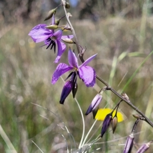 Arthropodium fimbriatum at Dunlop, ACT - 10 Dec 2022 11:58 AM