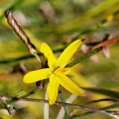 Tricoryne elatior (Yellow Rush Lily) at Dunlop, ACT - 10 Dec 2022 by trevorpreston