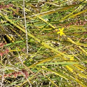 Tricoryne elatior at Dunlop, ACT - 10 Dec 2022 11:57 AM