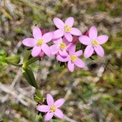 Centaurium erythraea (Common Centaury) at Dunlop Grasslands - 10 Dec 2022 by trevorpreston