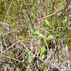 Centaurium erythraea at Dunlop, ACT - 10 Dec 2022