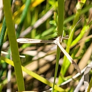 Platyptilia celidotus at Dunlop, ACT - 10 Dec 2022