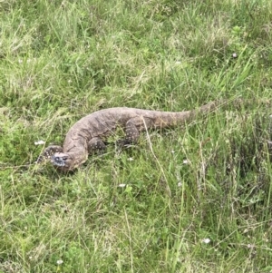 Varanus rosenbergi at Mount Clear, ACT - 6 Dec 2022