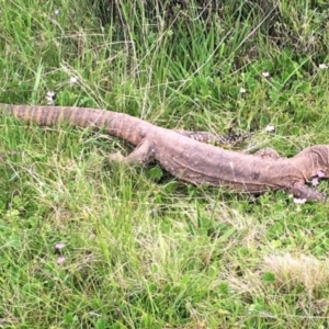 Varanus rosenbergi at Mount Clear, ACT - 6 Dec 2022