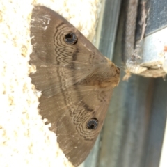 Dasypodia selenophora (Southern old lady moth) at Nicholls, ACT - 10 Dec 2022 by RobynHall