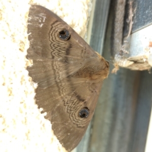 Dasypodia selenophora at Nicholls, ACT - 10 Dec 2022