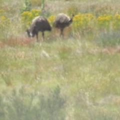 Dromaius novaehollandiae (Emu) at Paddys River, ACT - 10 Dec 2022 by BenW