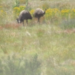 Dromaius novaehollandiae (Emu) at Paddys River, ACT - 9 Dec 2022 by TomW