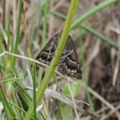 Unidentified Geometer moth (Geometridae) at Mount Clear, ACT - 4 Dec 2022 by RAllen