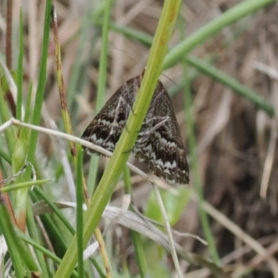 Hypodoxa muscosaria at Mount Clear, ACT - 4 Dec 2022 by RAllen