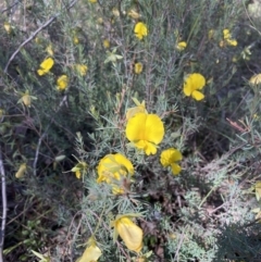 Gompholobium huegelii (pale wedge–pea) at Jerrabomberra, NSW - 10 Dec 2022 by Mavis